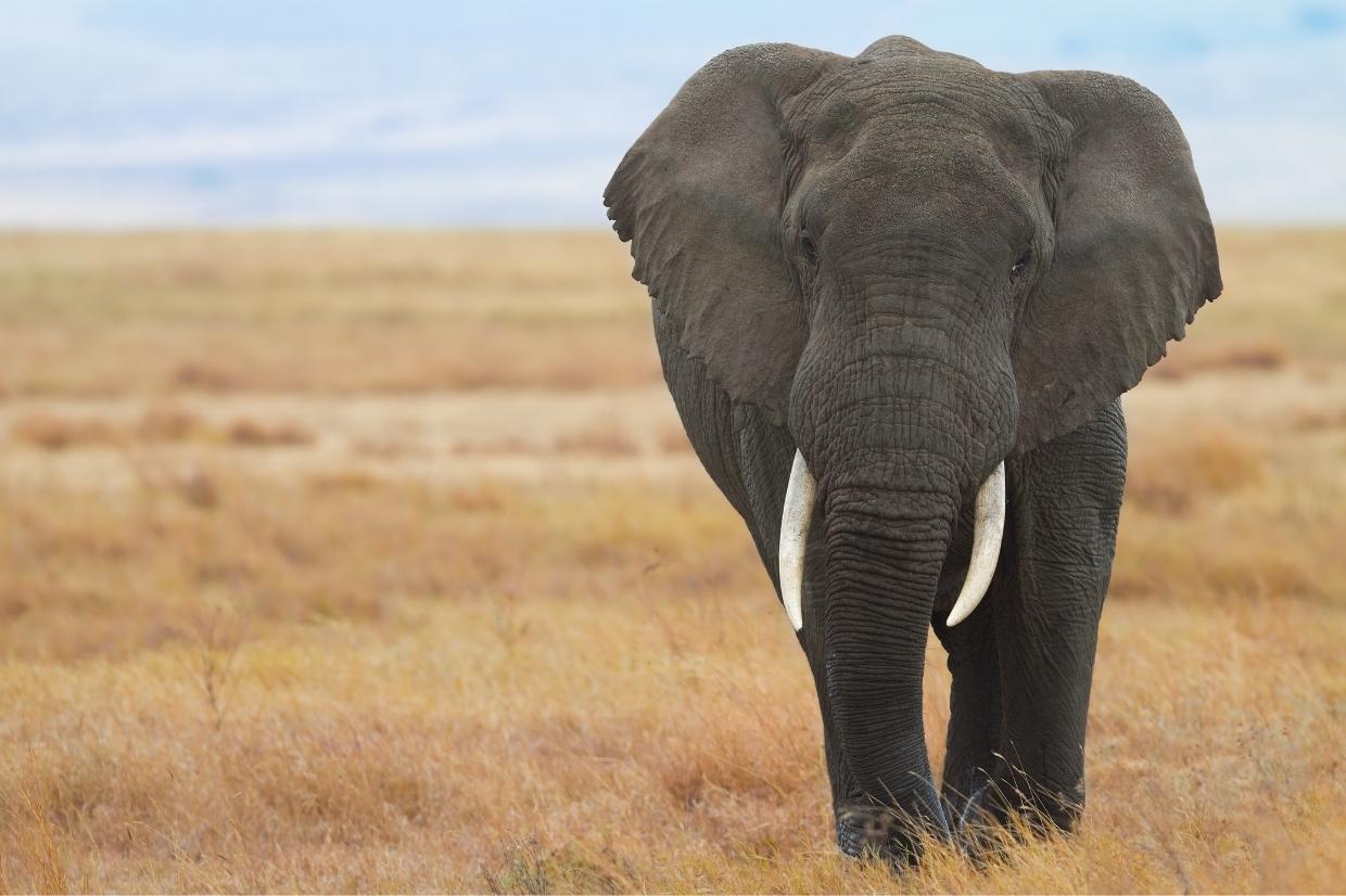 Elephants call each other by name, AI-aided study finds