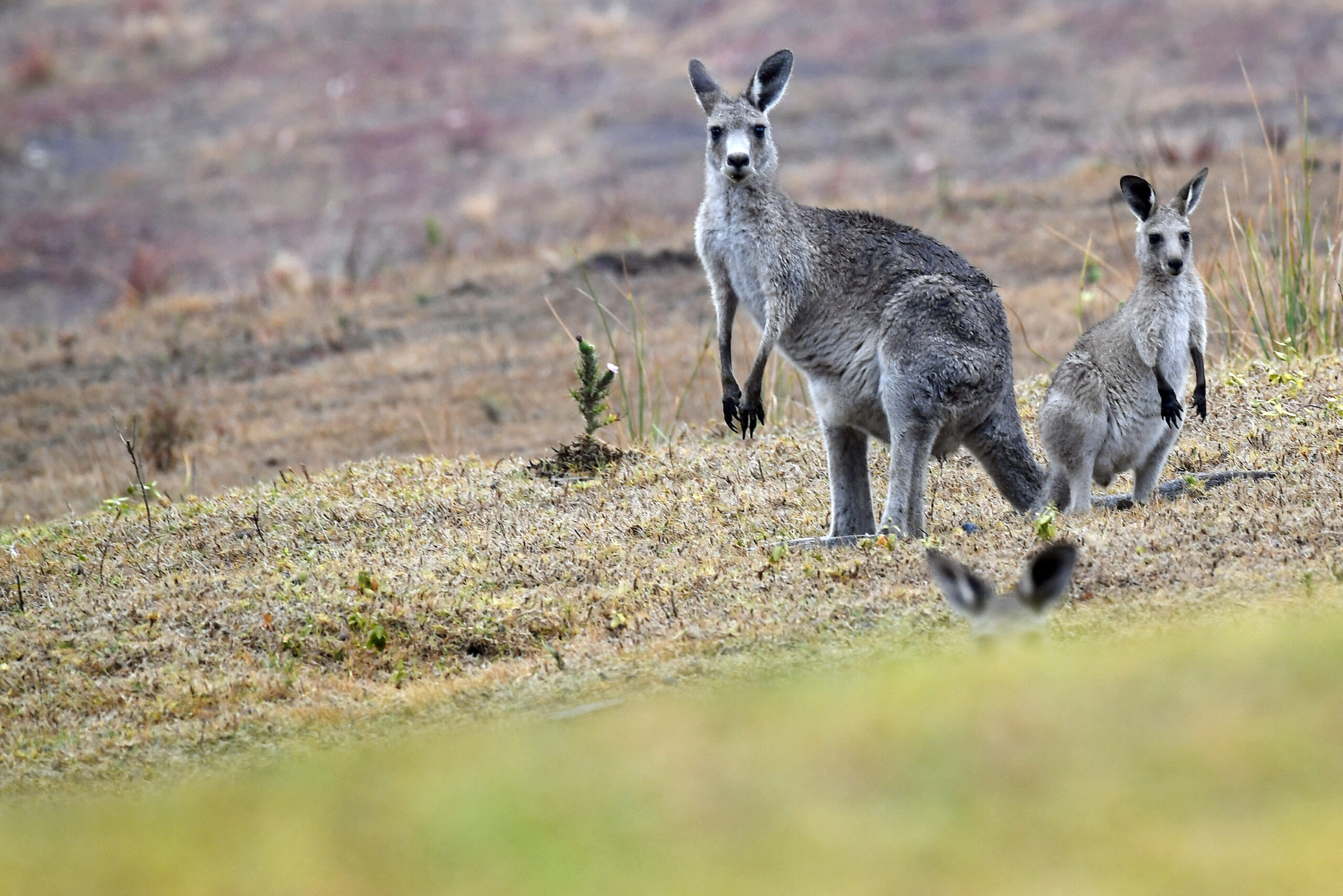 Australia probes killing of 65 kangaroos