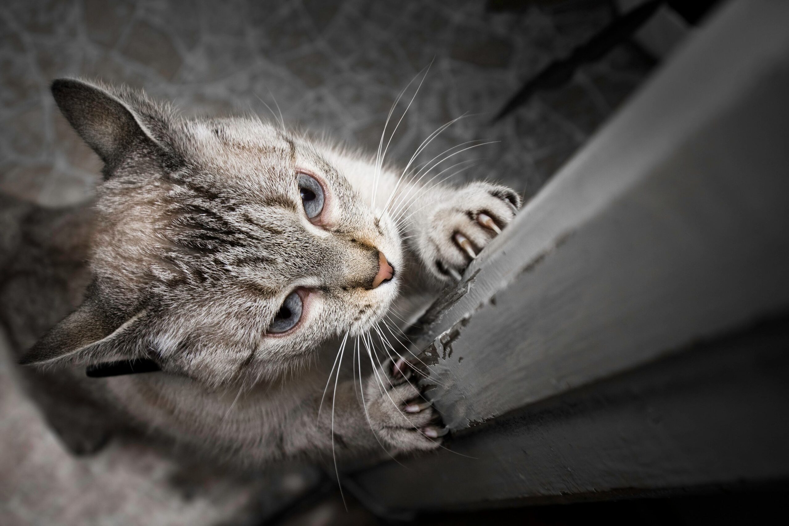 Since coming into our homes, cats have developed their own particular habits. One of them is scratching sofas, chairs and other expensive furniture that catches their eye. 