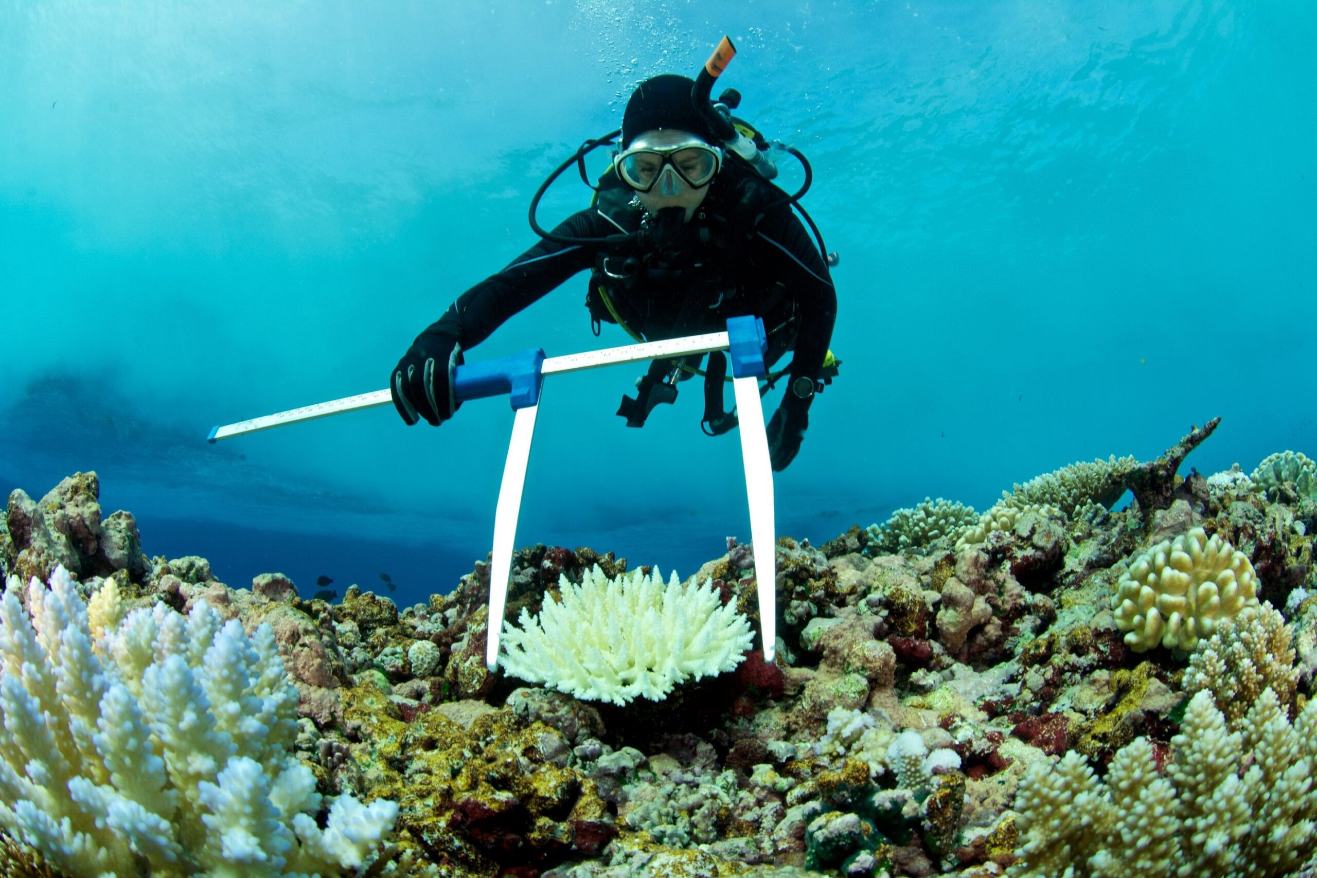 Record-high sea temperatures are bleaching coral reefs worldwide and putting a new focus on attempts to restore these key marine ecosystems.