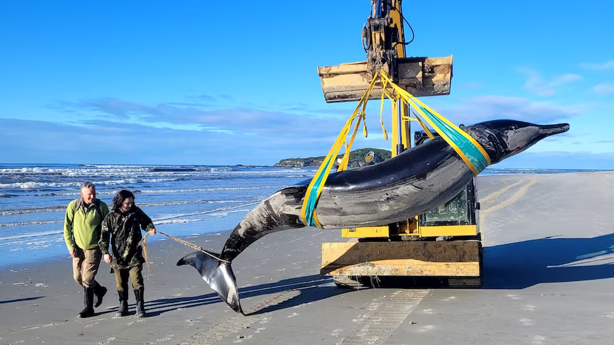 World's rarest whale washes up on New Zealand beach