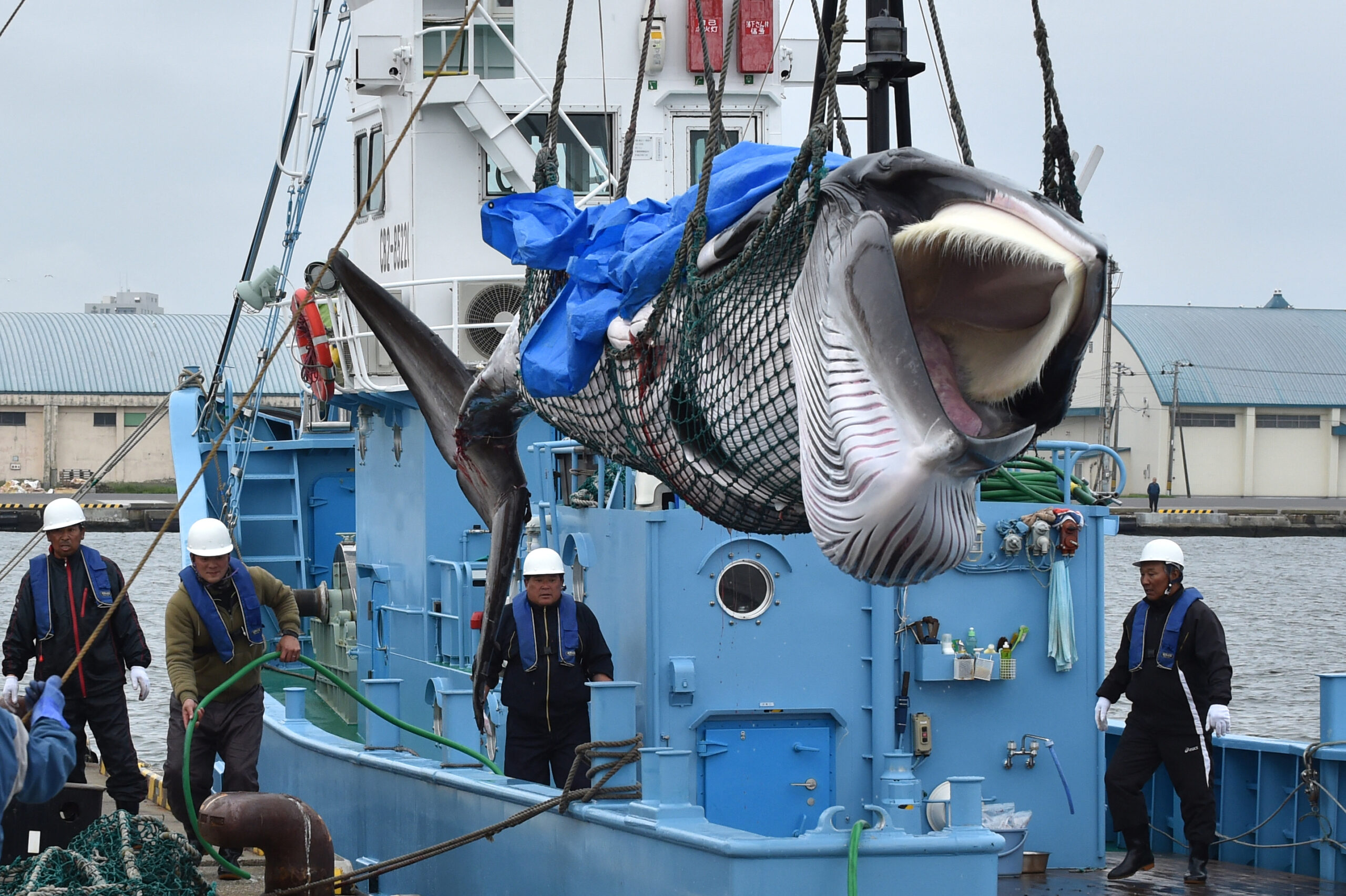 Japan expands whale hunt to include second-largest species