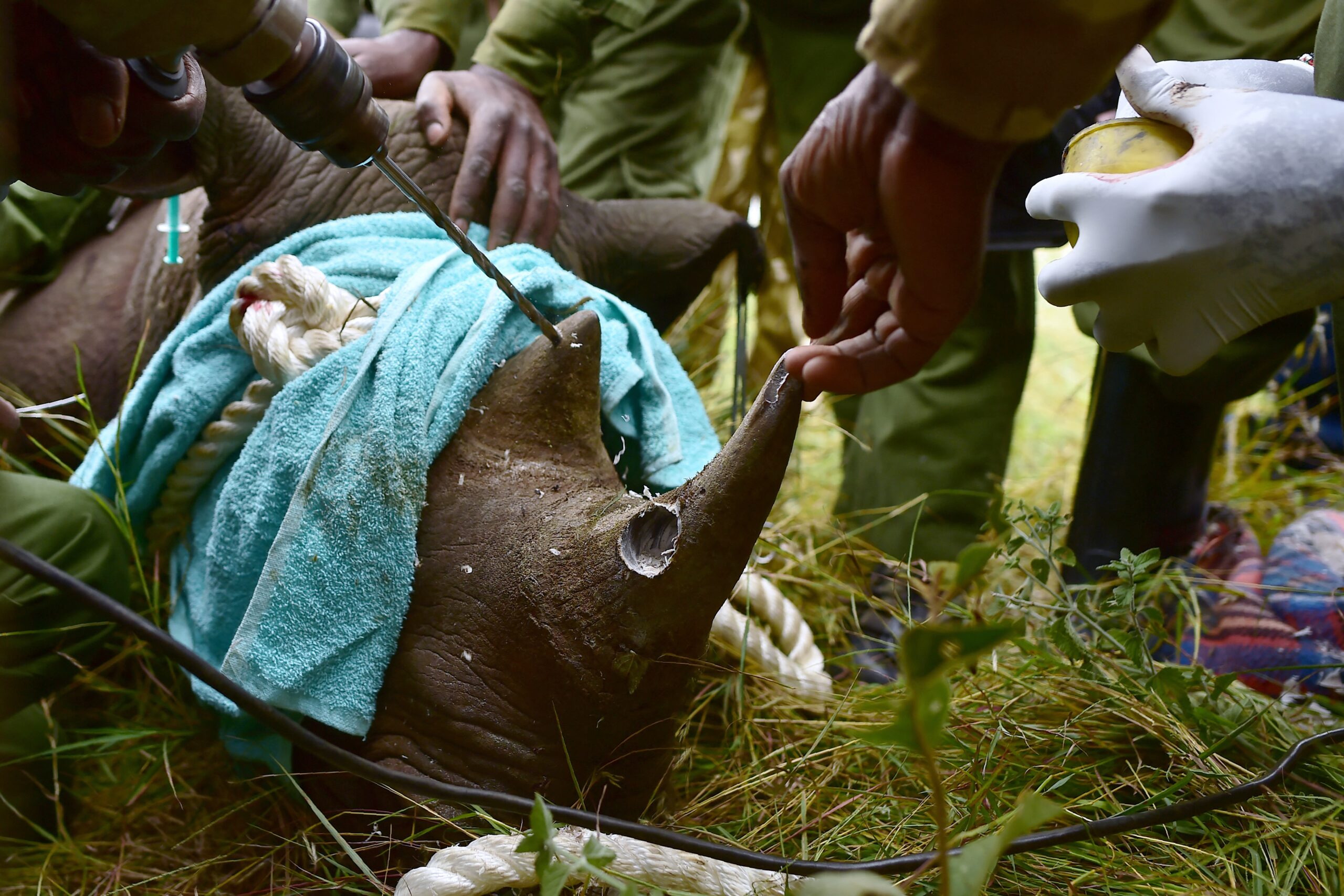 Kenya Wildlife Services (KWS) translocation team members drill the horn of a black female rhinoceros in order to equip the animal with a radio transmitter, as it is one of three individuals about to be translocated, in Nairobi National Park, on June 26, 2018. Kenya Wildlife Services proceeded to relocate some rhinoceroses on June 26, 2018 from Nairobi National Park to Tsavo-East National Park in an effort to repopulate habitat around the country which rhinoceros population had been decimated by poaching and harsh climatic changes. (Photo by TONY KARUMBA / AFP)