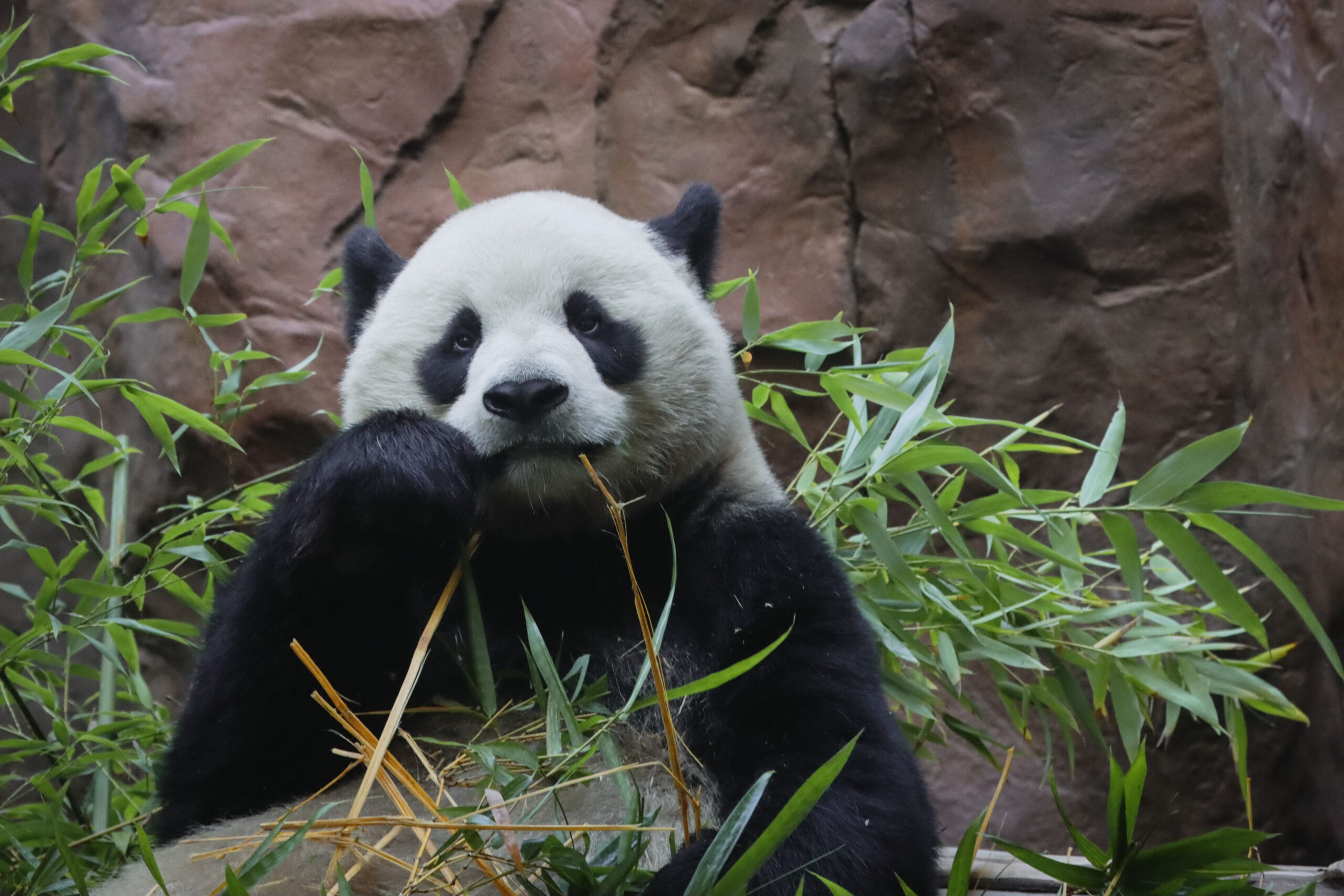 California zoo throws a show to welcome back Chinese pandas