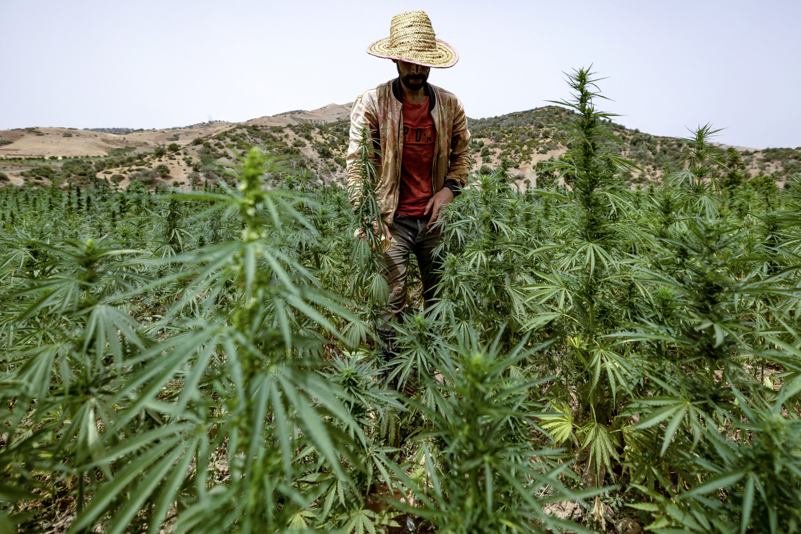 Morocco's king pardons more than 4,800 cannabis farmers