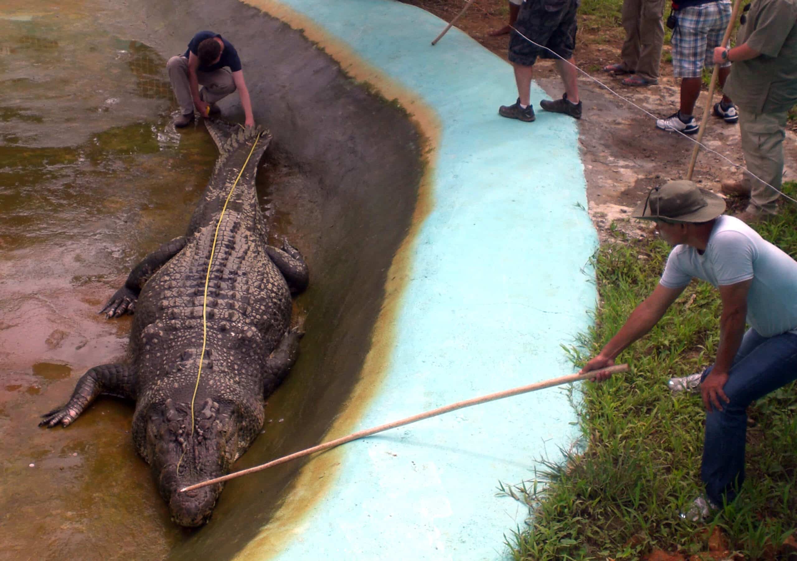 UK crocodile expert jailed for 10 years over sexual abuse of dogs