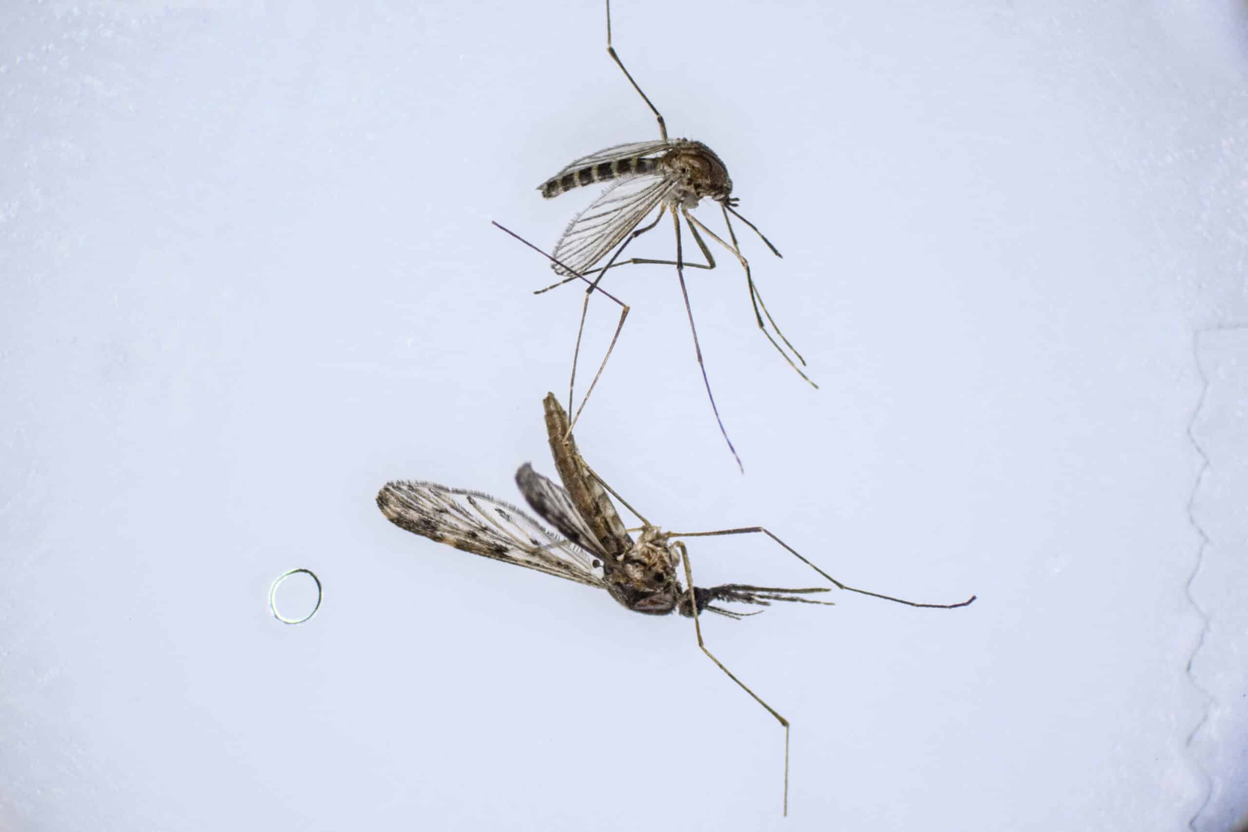 US patient dies from rare mosquito-borne disease