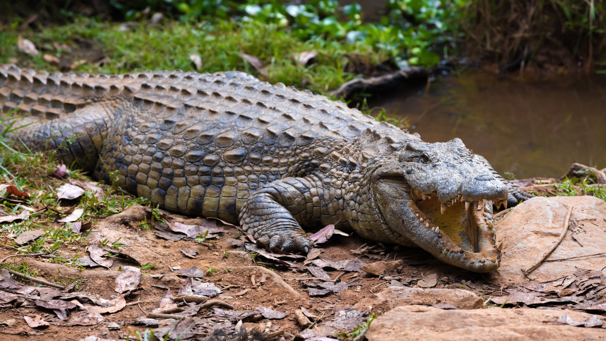 Crocodile kills Australian fisherman after falling into river