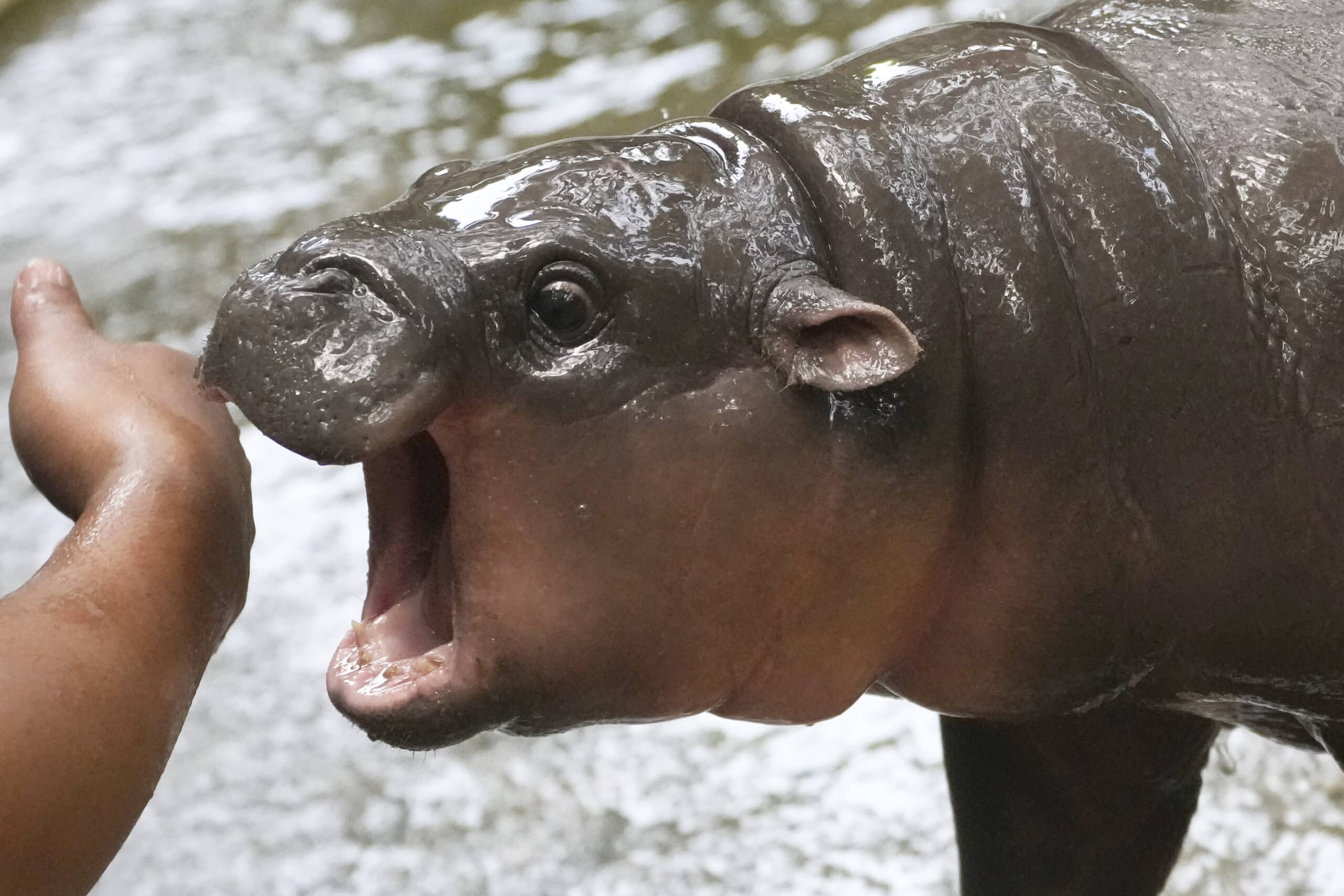 Thailand's pygmy hippo has a face that can launch a thousand memes