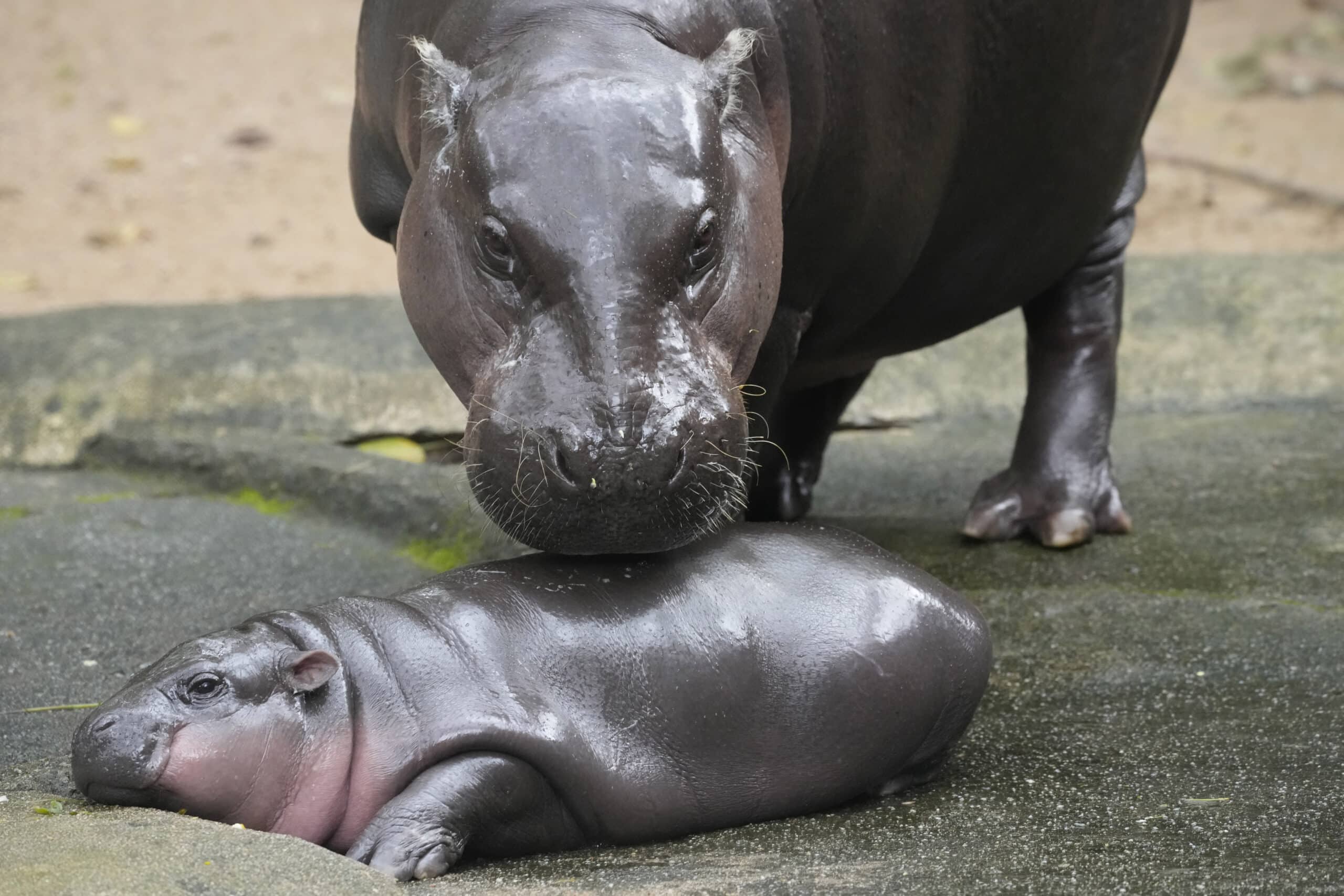 Thailand's pygmy hippo has a face that can launch a thousand memes