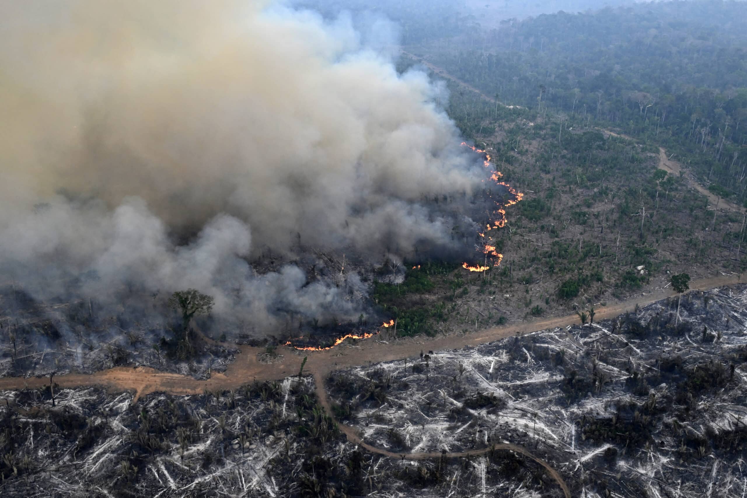 Amazon forest loses area the size of Germany and France, fueling fires