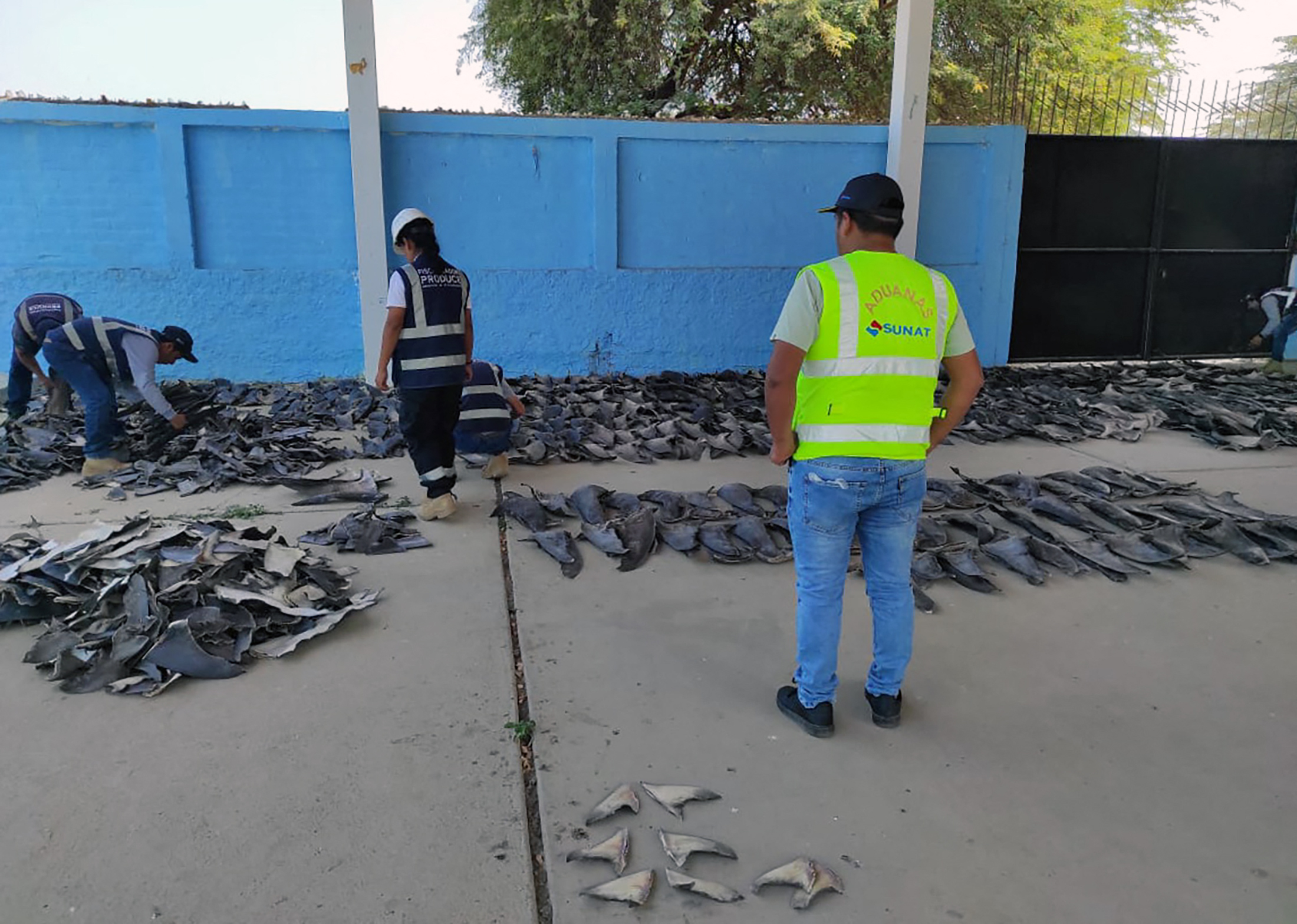 Peruvian police seize 1.3 tons of shark fins