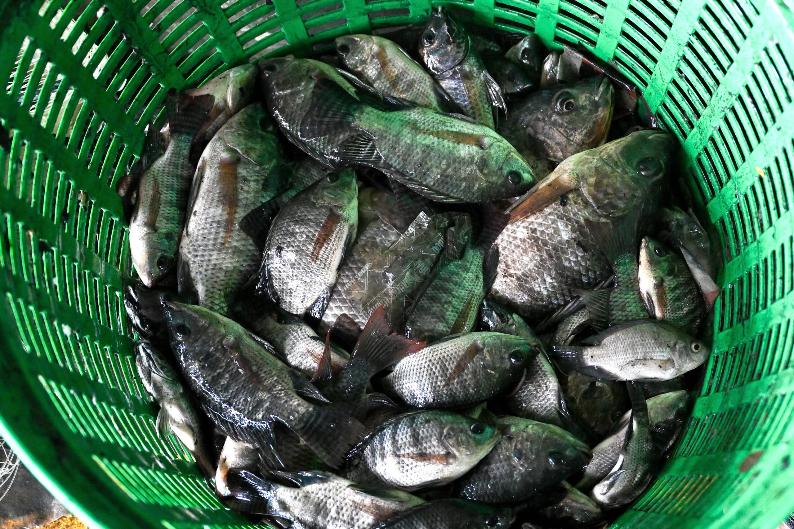 Thailand nets 1.3 million kilograms of invasive blackchin tilapia