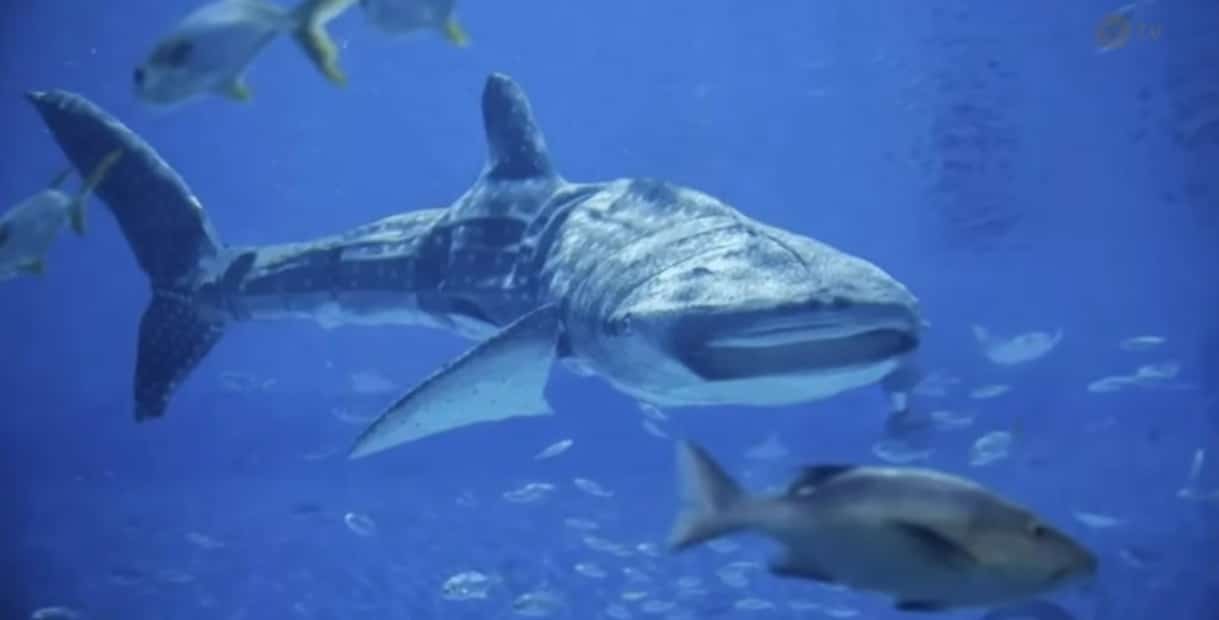 China aquarium’s ‘fake’ whale shark irks visitors