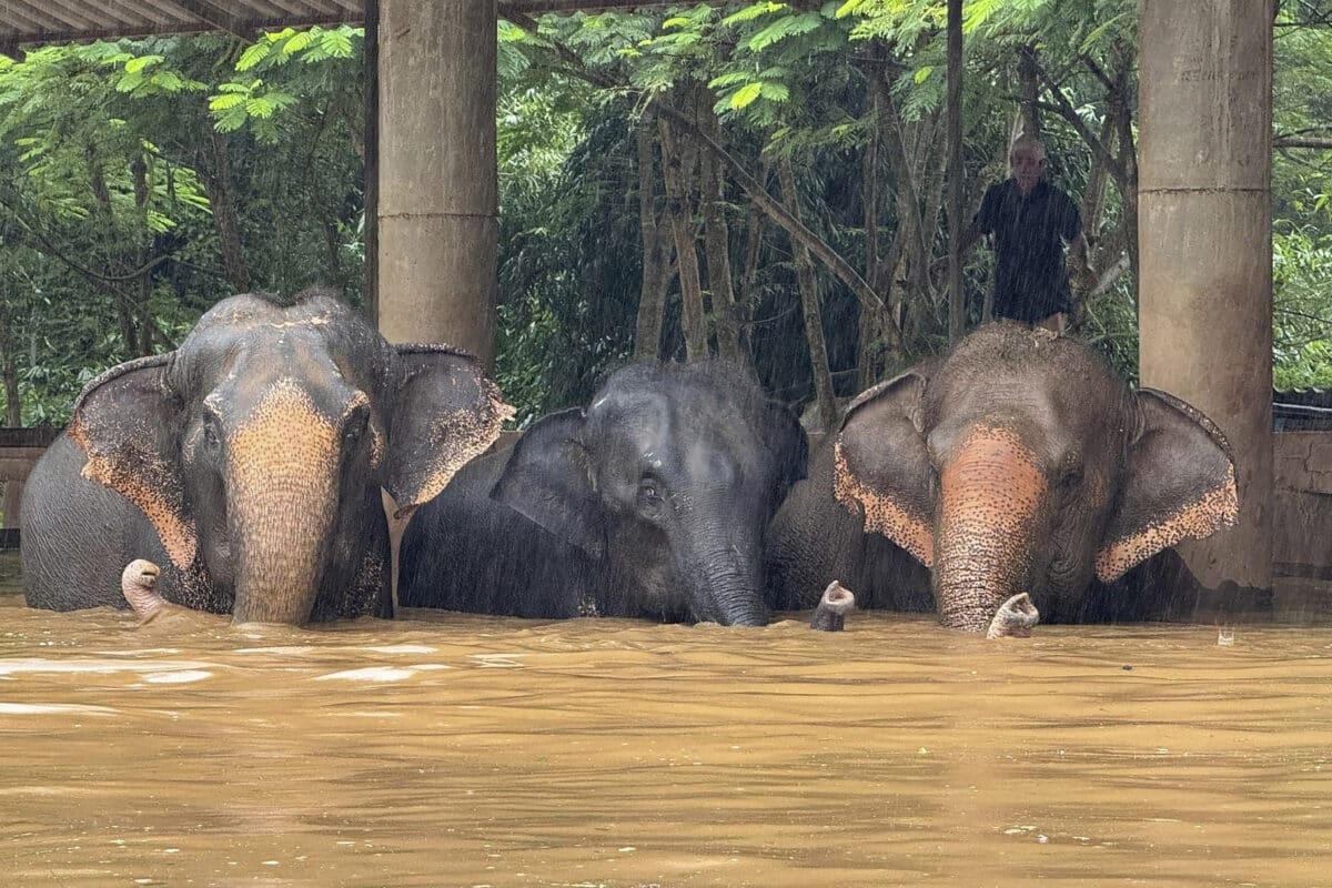 This photo provided by the Elephant Nature Park shows three of the roughly 100 elephants who are stuck in rising flood waters at the park in Chiang Mai Province, Thailand, Thursday, Oct. 3, 2024.