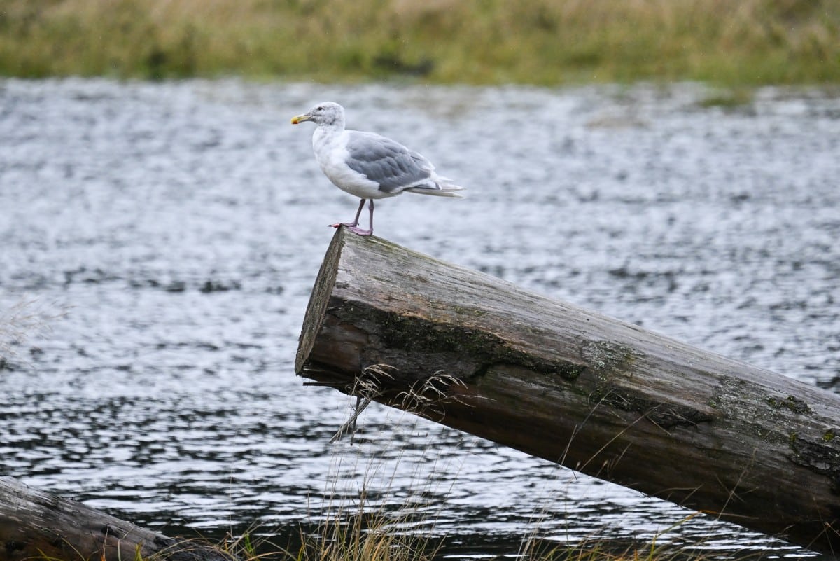 Climate change solutions not always good for biodiversity