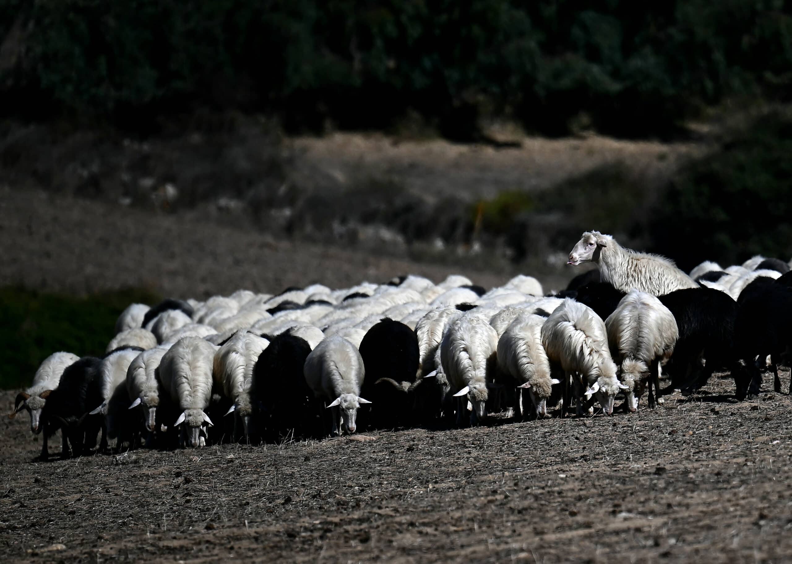 Sardinia's sheep farmers battle bluetongue as climate warms