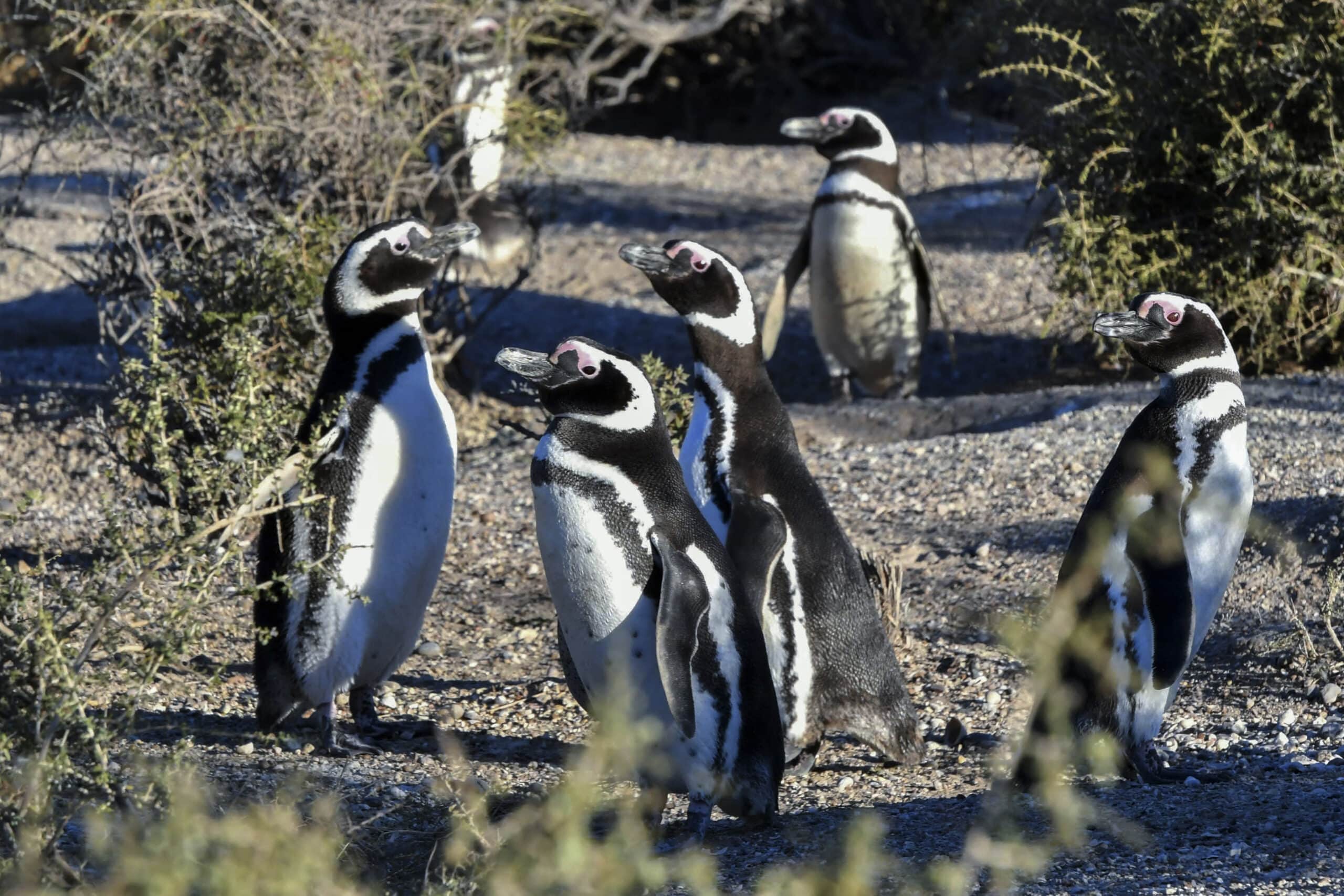 Argentine farmer sentenced for killing penguin chicks