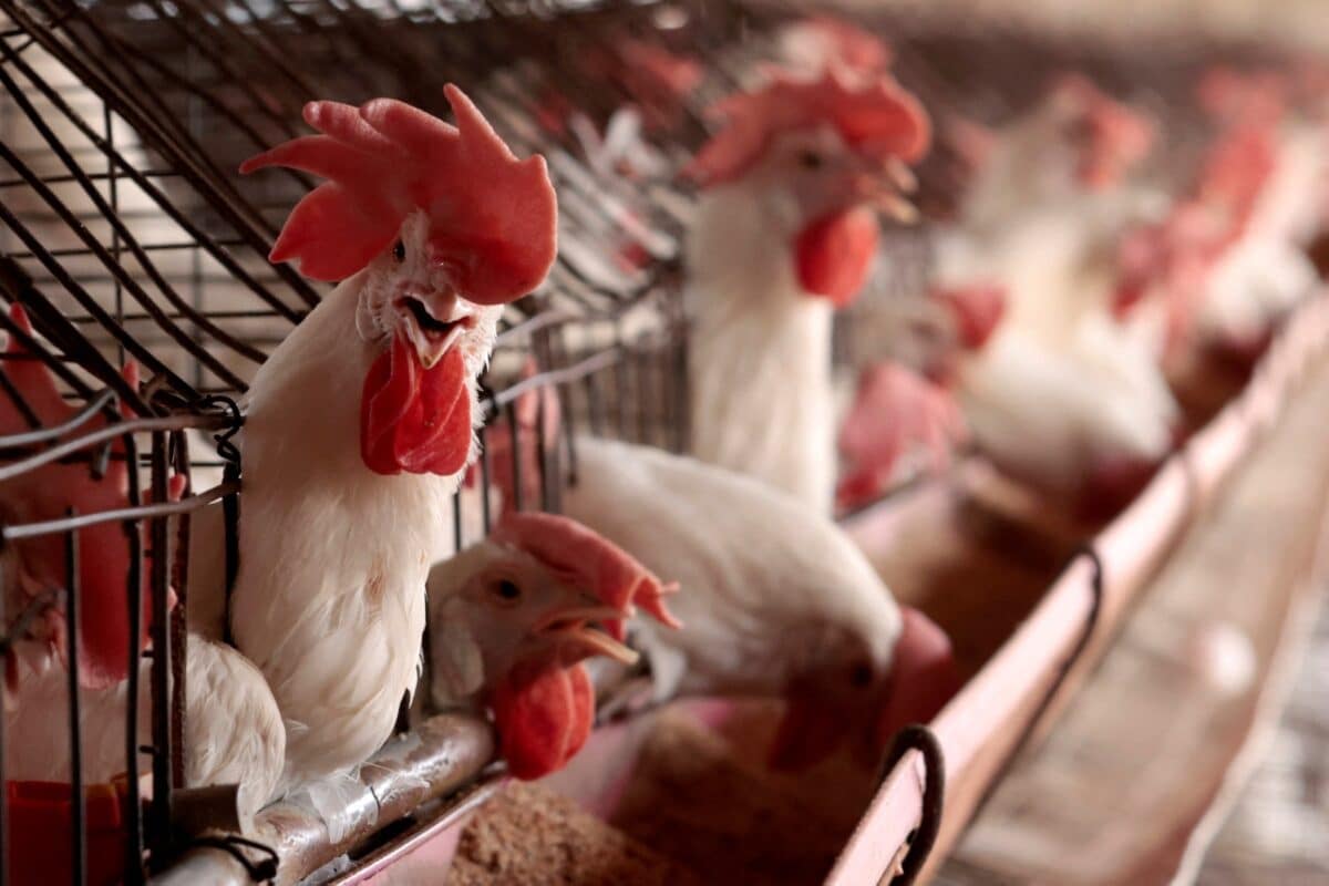 Canada reports first case of bird flu in a person