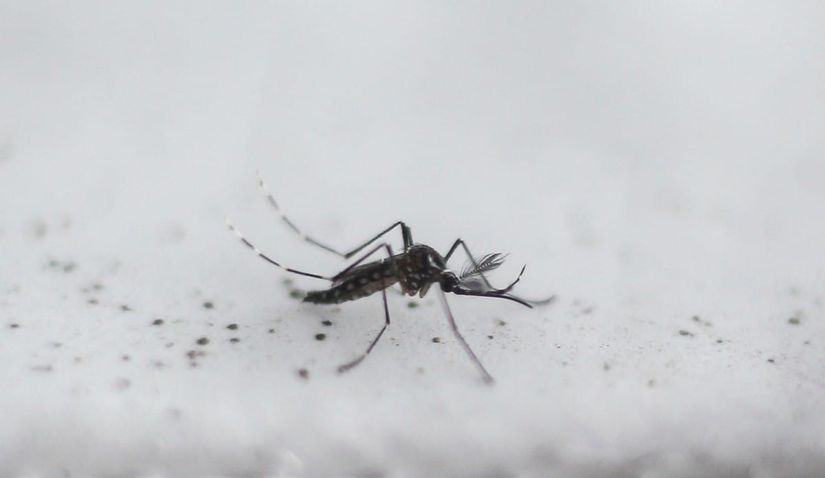 Djibouti experiments with GM mosquito against malaria