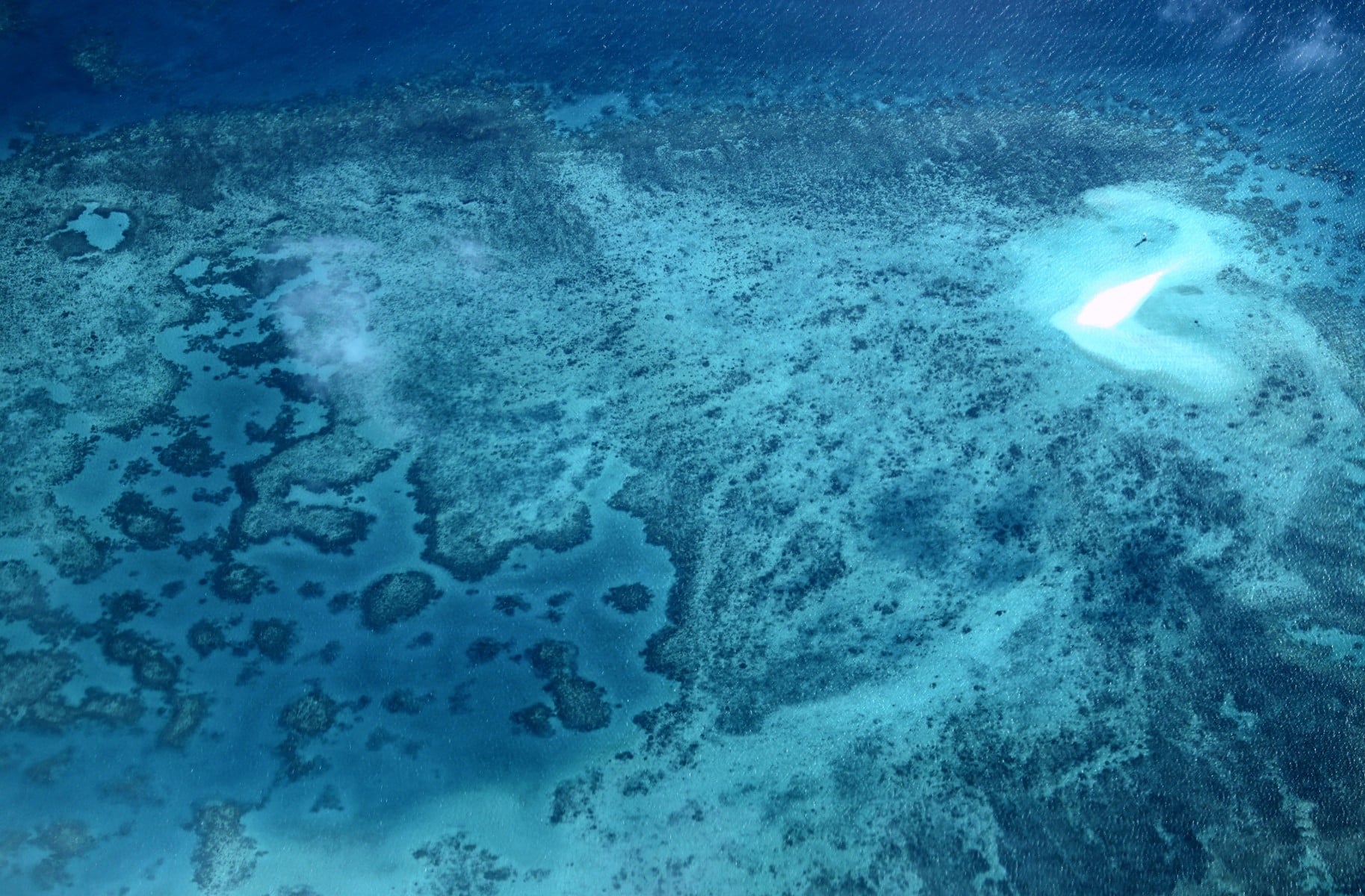 Parts of Great Barrier Reef suffer highest coral mortality on record