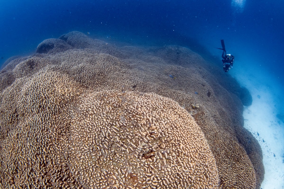 Scientists say world's largest coral found near Solomon Islands