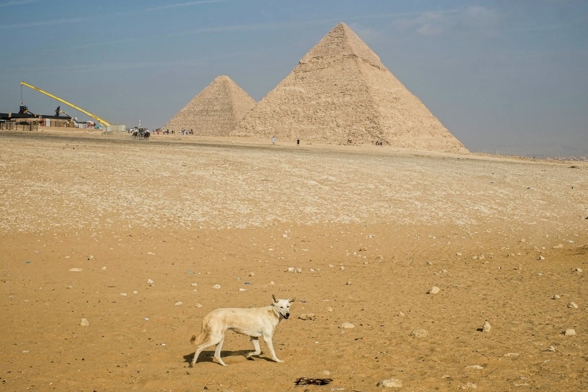 Stray dogs in Giza become tourist draw after 'pyramid puppy' sensation