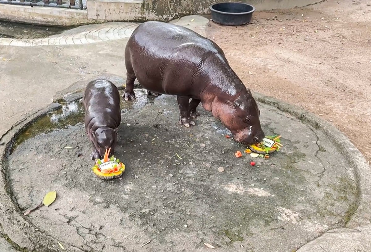 Thai baby hippo Moo Deng 'predicts' US election win for Trump