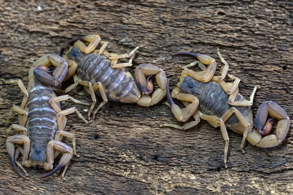 Thriving scorpion population is stinging problem for Brazil