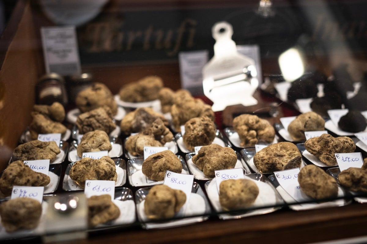 White truffles, Italy's gold, menaced by climate change