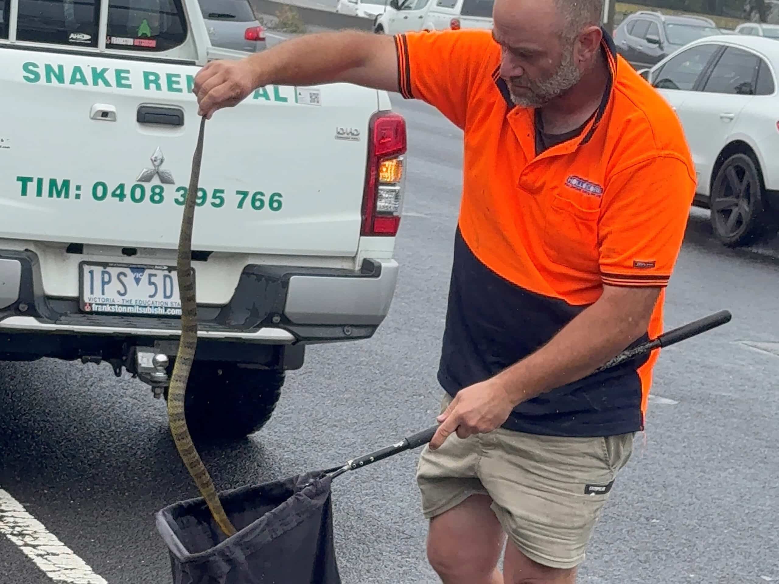 Driver in Australia finds deadly tiger snake on her leg