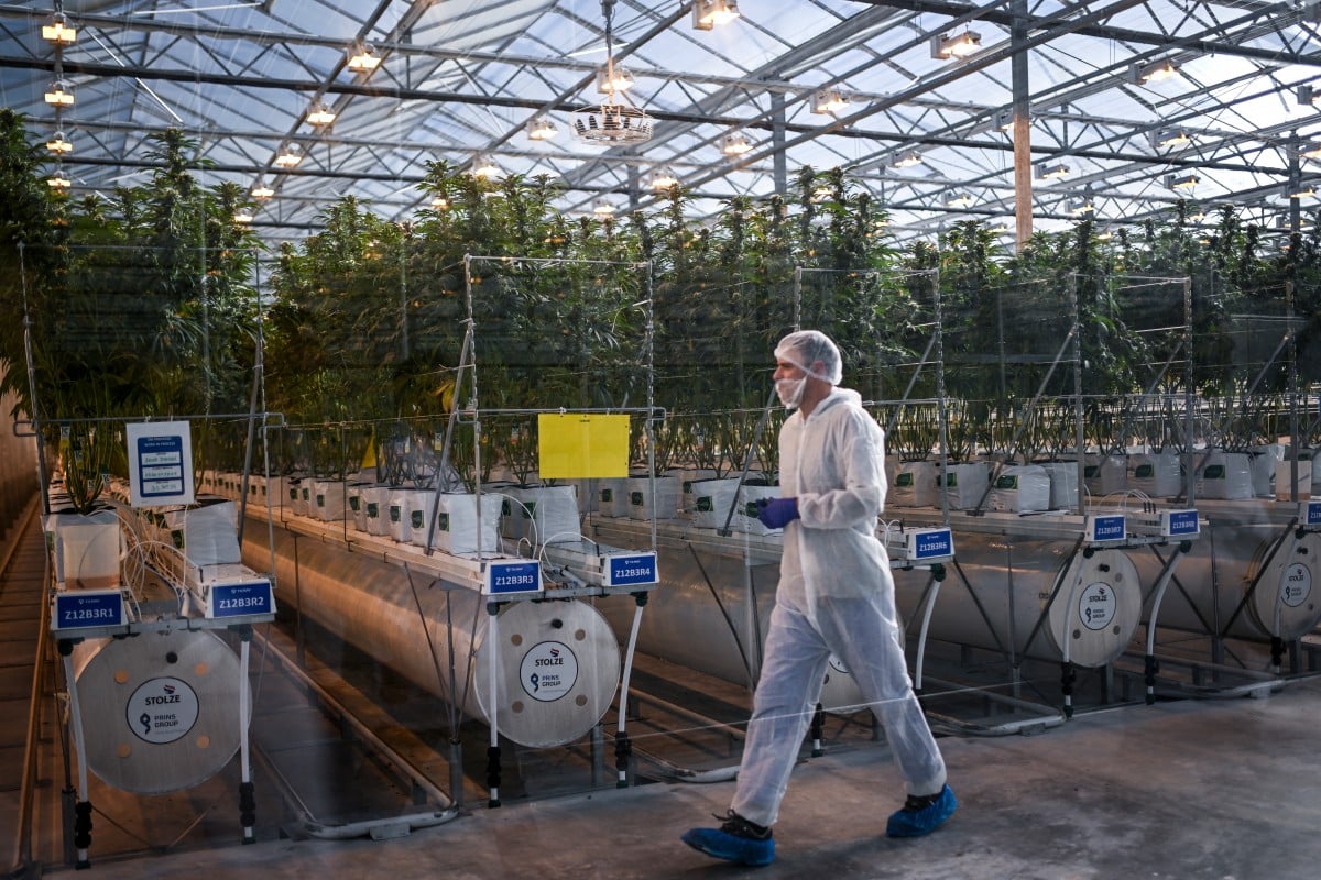 'Huge demand': Portugal dreams of becoming medical cannabis hub