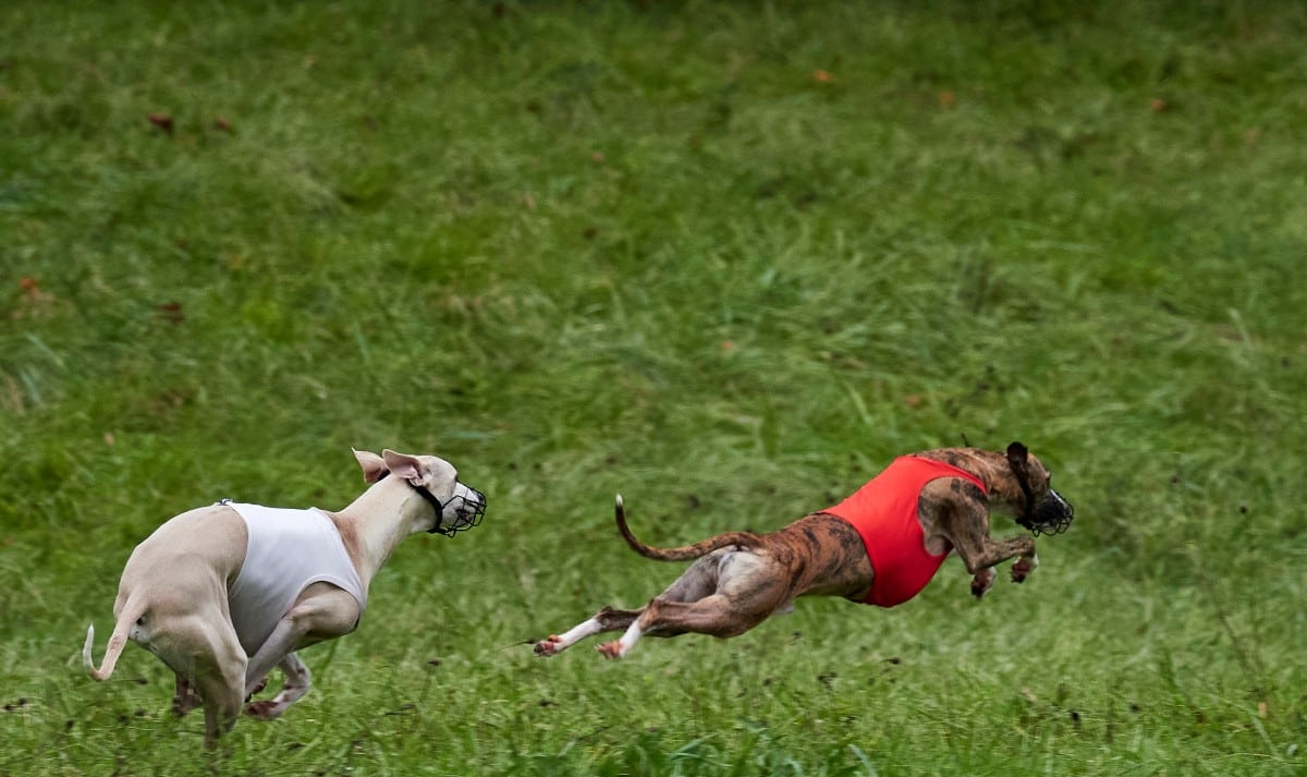 New Zealand to ban greyhound racing over animal welfare