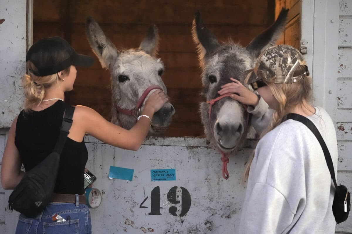 Horse owners Joycelyn Writer, left, and Rachel Granger, pet donkeys that have found temporary shelter at the Los Angeles Equestrian Center in Burbank, Calif., Thursday, Jan. 9, 2025.