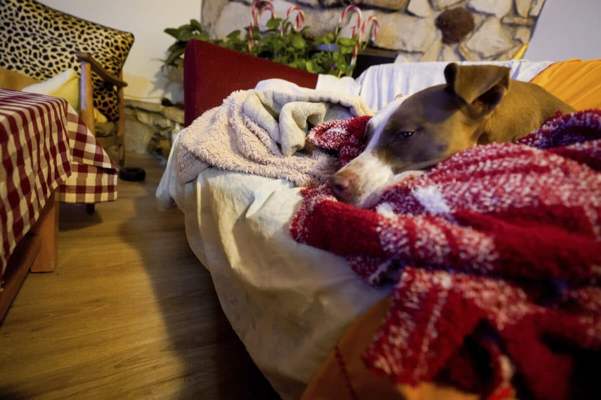 A dog is sheltered at Pierce College, a wildfire evacuation center for animals, in the Woodland Hills section of Los Angeles, Thursday, Jan. 9, 2025.