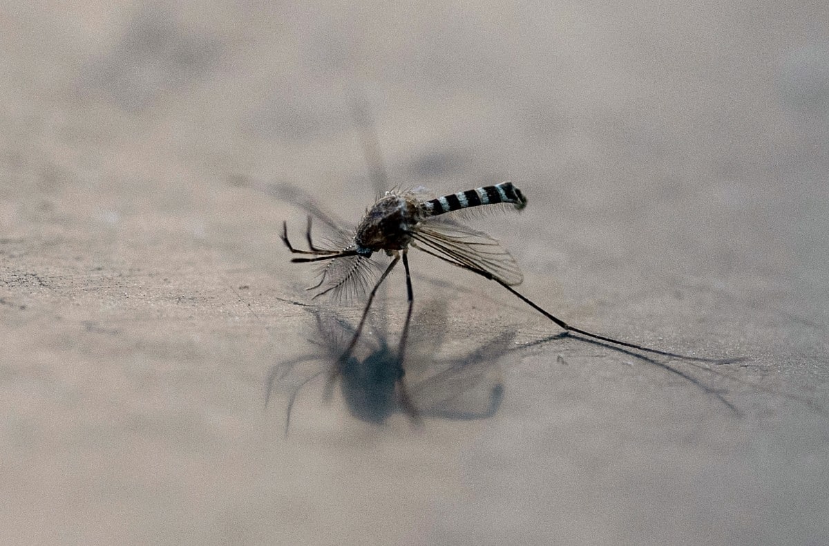 Mosquitoes with 'toxic' semen could stem disease spread – research