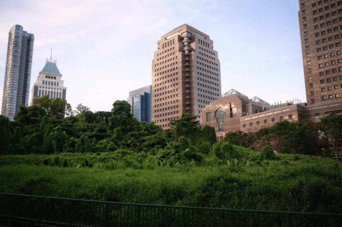 A forested plot of land sits between Orchard Boulevard and Ngee Ann City.