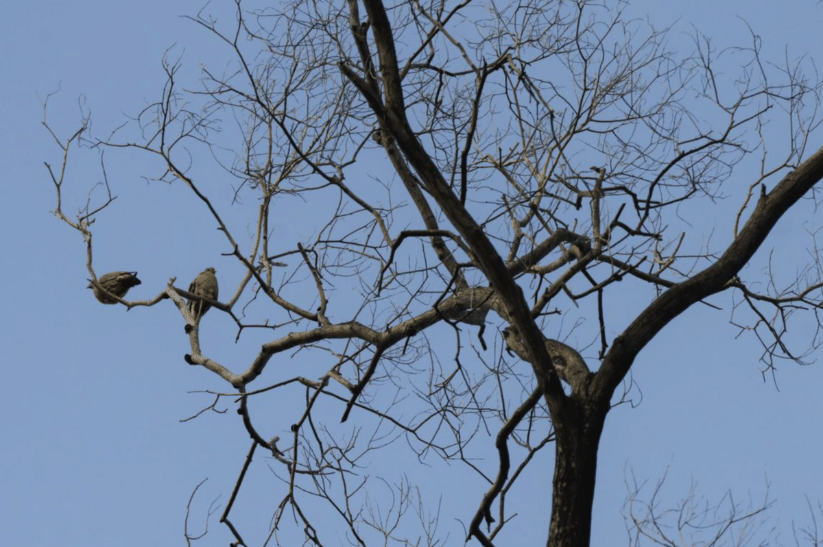 Pink-necked green pigeons perched on a branch in the secondary forest outside Ngee Ann City.