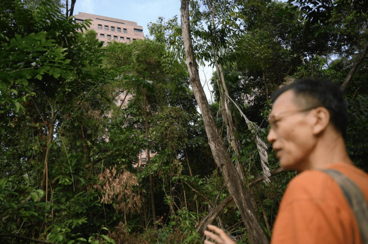 Ecologist Shawn Lum pointing out the different types of trees that sprouted up independently in the forest.