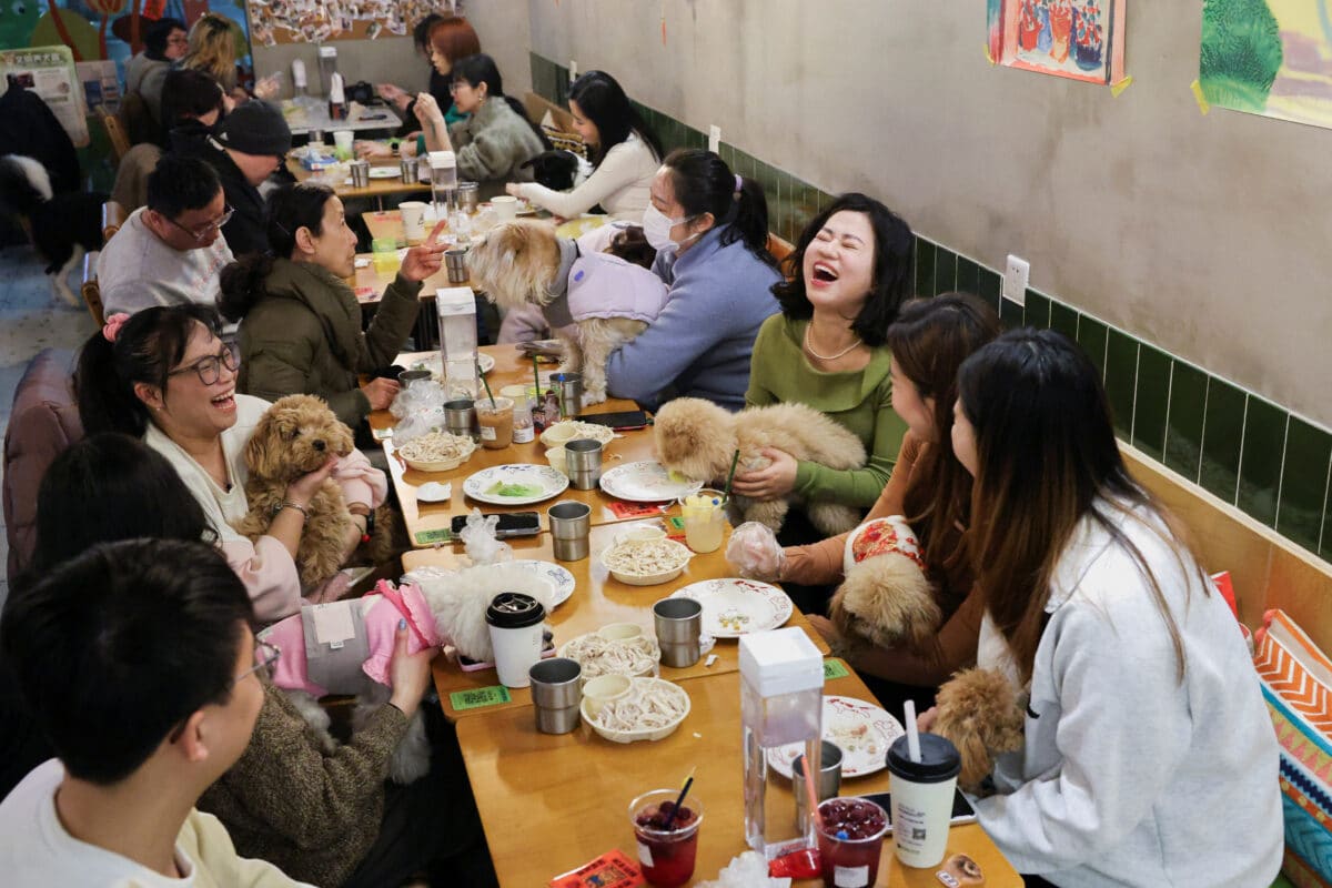 Shanghai celebrates Lunar New Year with a dogs' dinner