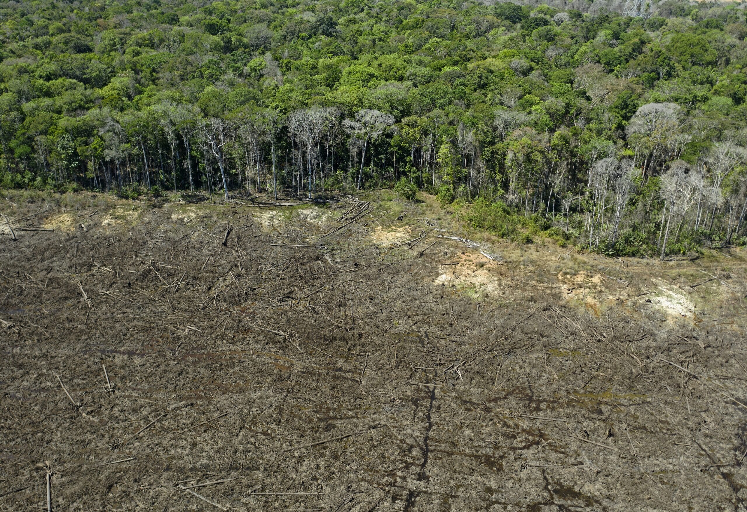 Amazon tree loss could worsen each floods and droughts–study