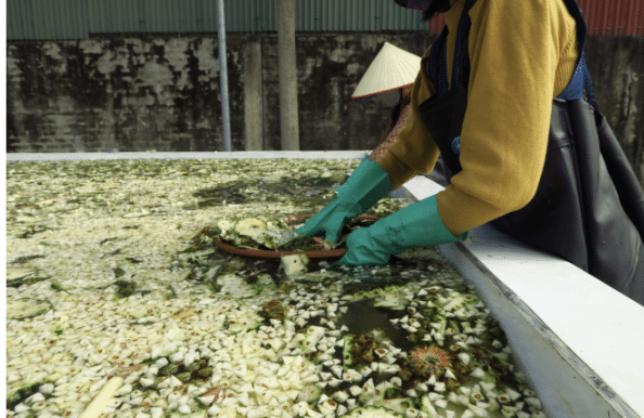 From waste to wonder: Clean Earth Project turns pineapple waste into ...