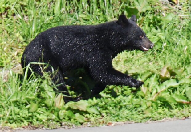 Insurer offers to cover loss due to bear intrusions
