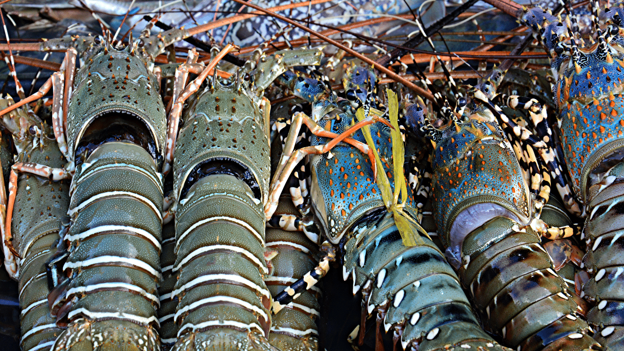 Oysters, crab, and $400,000 lobster meat stolen