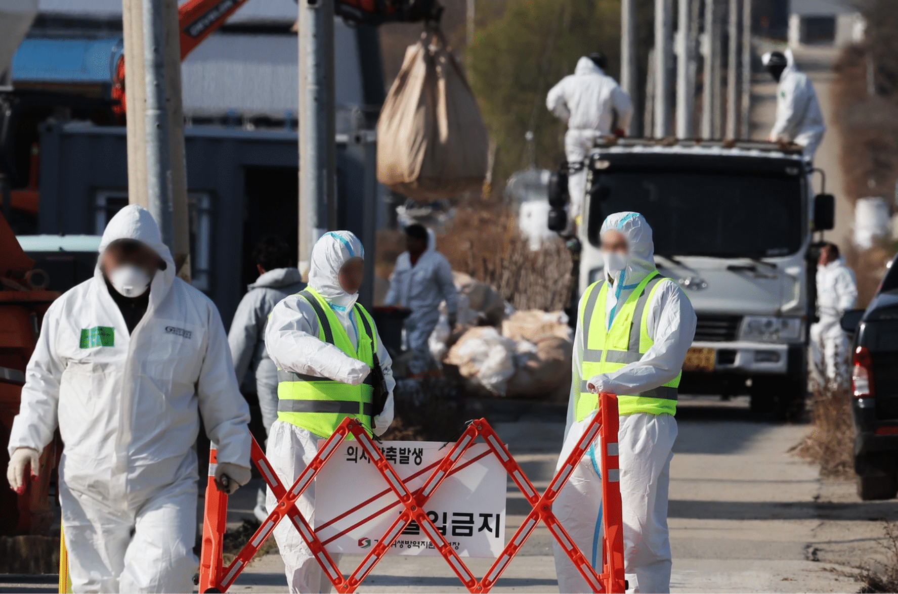 S. Korea confirms 2 additional highly contagious bird flu cases