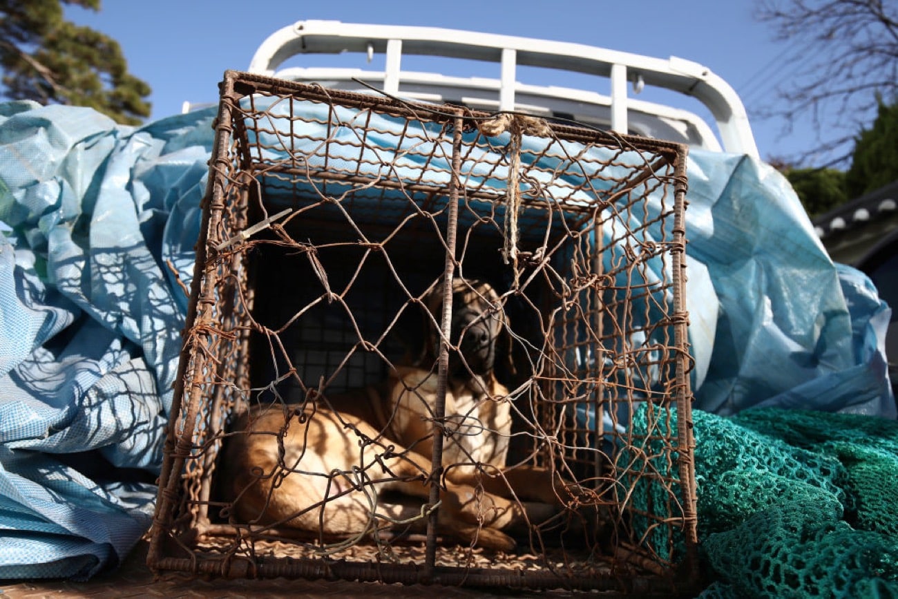 Nearly 80% of Korea’s dog meat farms shut ahead of 2027 ban