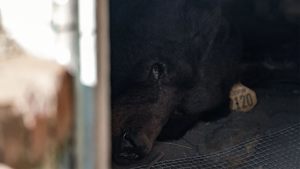 California man rolls out ‘unwelcome’ mat for bear