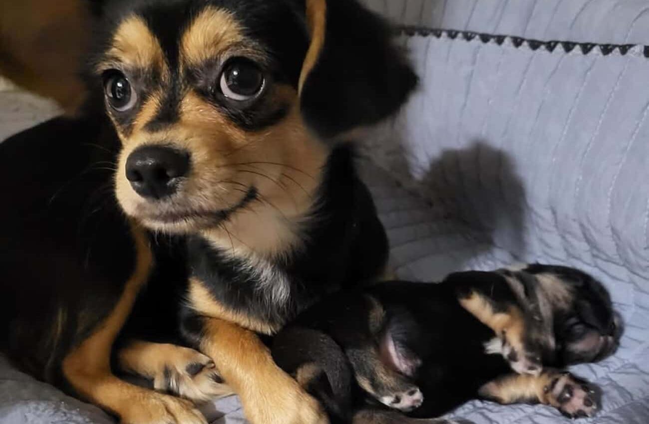 From rescue to 2nd chance: How a Chihuahua’s story mobilized a community