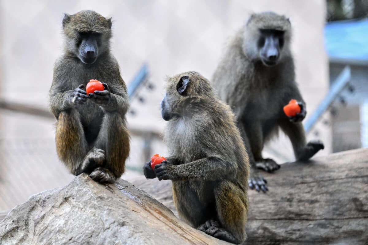 Baboon siblings get jealous just like human kids – scientists