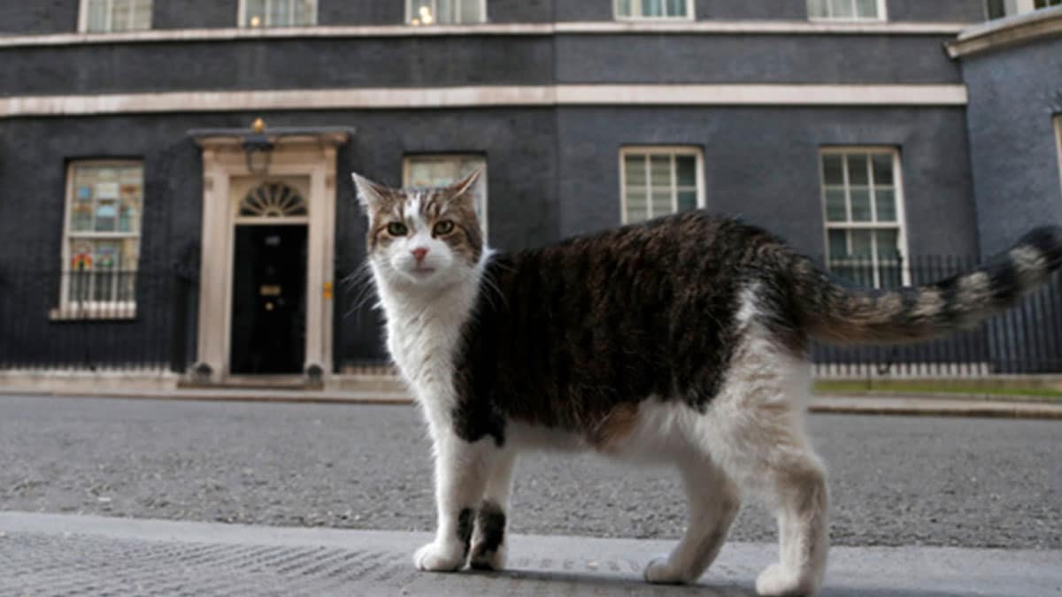 Larry the Cat marks 15 years as UK’s ‘first feline’